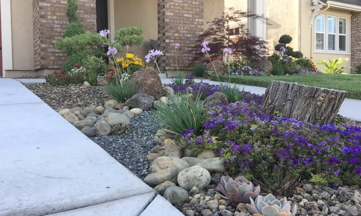 Adding local norther California plants to your garden